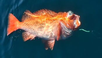 Der leuchtend rote Rotbarsch ist ein typischer Bewohner der norwegischen Tiefsee. Mit seiner intensiven Farbe und seinem festen Fleisch zählt er zu den besonderen Fängen und ist zugleich eine geschätzte Delikatesse.