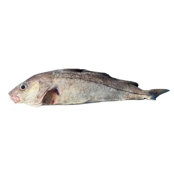 Der Schellfisch