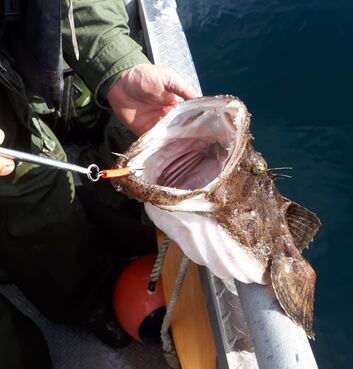 Ein beeindruckender Seeteufel wurde erfolgreich gefangen und präsentiert sich als besonderer Höhepunkt jeder Angeltour. Mit seinem markanten Aussehen und seiner Seltenheit zählt er zu den spannendsten Fängen in den norwegischen Gewässern.
