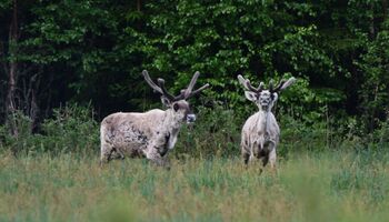 Zwei Rentiere stehen auf einer grünen Wiese am Rand eines Waldes und beobachten aufmerksam ihre Umgebung.