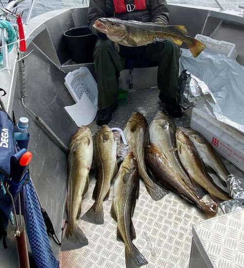 Mehrere kräftige Dorsche werden nach einer erfolgreichen Angeltour präsentiert. Die reiche Fischvielfalt der norwegischen Gewässer sorgt regelmäßig für beeindruckende Fänge und unvergessliche Erlebnisse auf See.