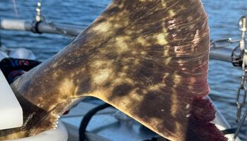 Die beeindruckende Flosse eines 25 kg schweren Heilbutts zeigt die Kraft und Größe dieses begehrten Zielfisches. Solche Fänge sind ein echtes Highlight für Angler und stehen sinnbildlich für die außergewöhnlichen Möglichkeiten in den norwegischen Gewässer