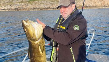 Ein beeindruckend großer Dorsch wird stolz präsentiert – ein klassischer Traumfang für viele Angler. Die kraftvollen Fische aus den kalten, klaren Gewässern Norwegens stehen für spannende Drills und unvergessliche Angelerlebnisse.