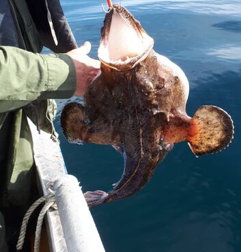 Ein kleiner Seeteufel wird vorsichtig präsentiert – ein außergewöhnlicher und eher seltener Fang in den norwegischen Gewässern. Trotz seiner Größe beeindruckt er durch sein markantes Aussehen und macht den Moment zu etwas ganz Besonderem.
