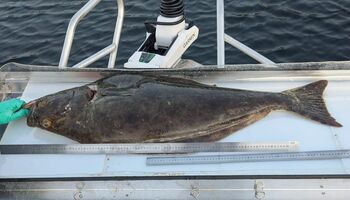 Ein frisch gefangener Heilbutt liegt bereit auf dem Filetiertisch und zeigt die beeindruckende Größe dieses begehrten Zielfisches. Nach einem erfolgreichen Angeltag beginnt hier die fachgerechte Verarbeitung direkt am Hafen.
